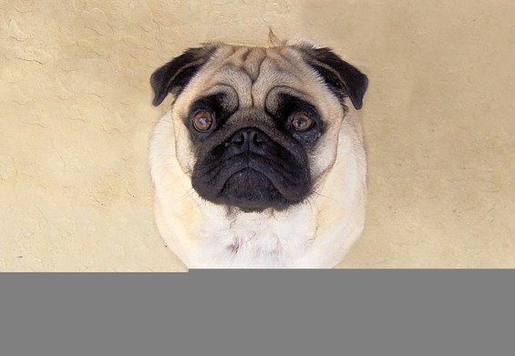 Ne nasedajte prosečim pogledom svojih žverc... Foto: Richard Dudley